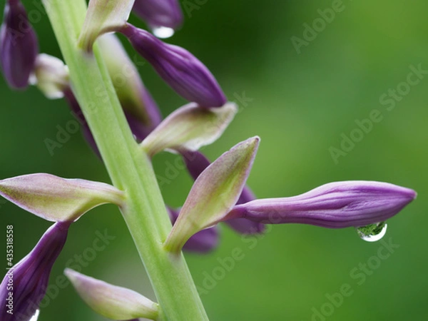 Obraz 紫の花の蕾と水滴