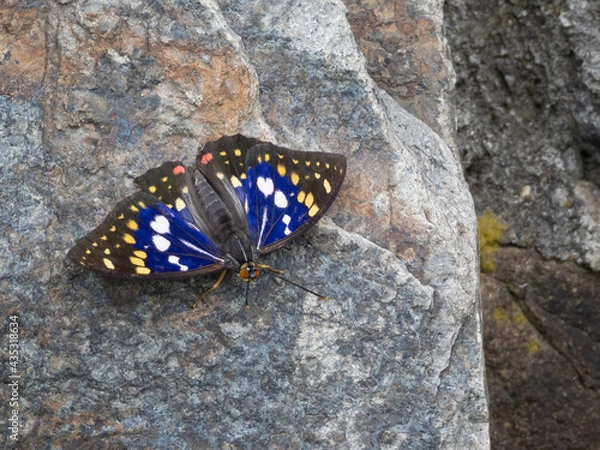 Obraz 岩に止まるオオムラサキ（Sasakia charonda）