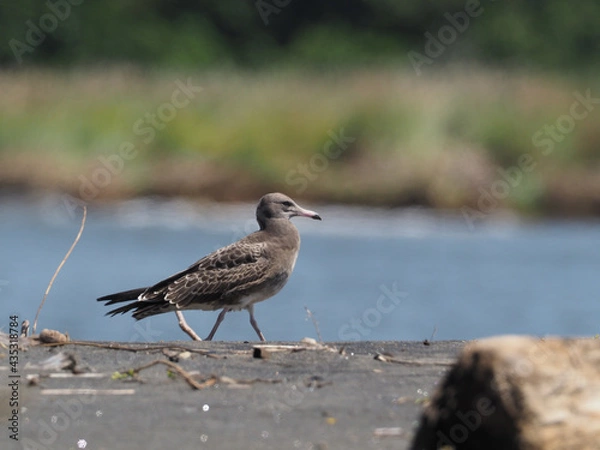 Obraz 石狩川河口の砂地を歩くカモメの幼鳥