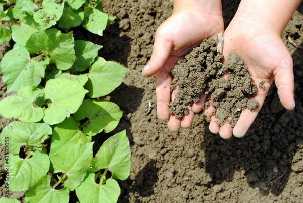 Fototapeta kid hands with soil in the garden
