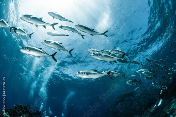Obraz A school of  bigeye trevally