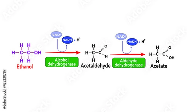 Obraz Alcohol metabolism/breakdown [Aldehyde dehydrogenase] 