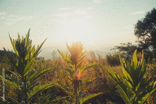 Obraz Summer sunset atmosphere with natural forest.