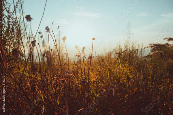 Obraz Summer sunset atmosphere with natural forest.