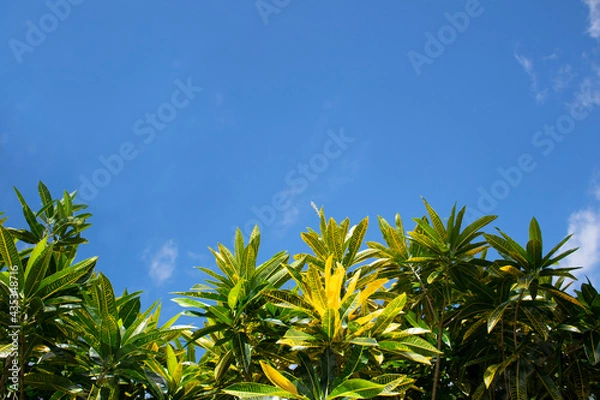 Fototapeta Background for displaying text On the blue sky and the fresh green bush
