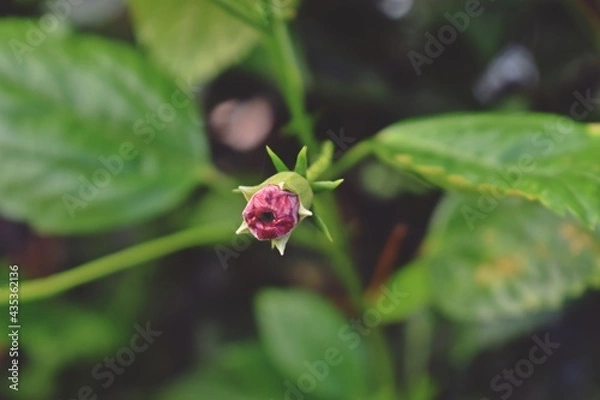 Obraz Beautiful nature