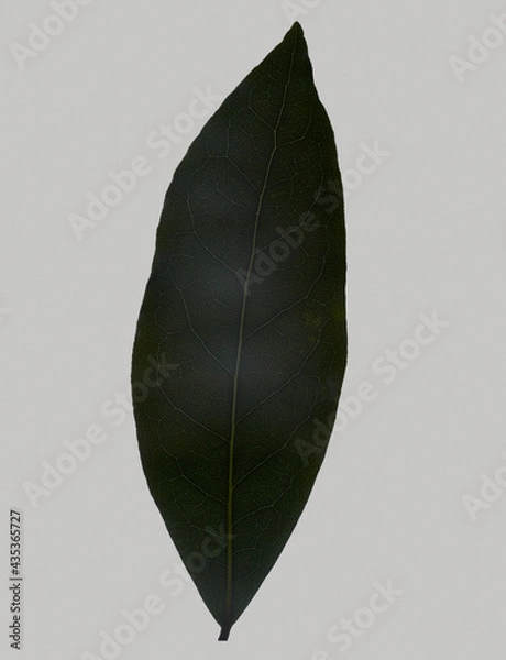 Obraz Bat Leaf Detail