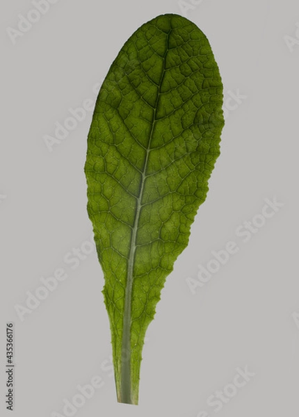 Obraz Promrose Leaf