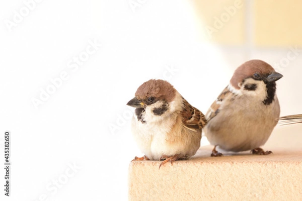 Obraz 仲良しスズメ