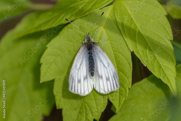 Obraz butterfly on leaf