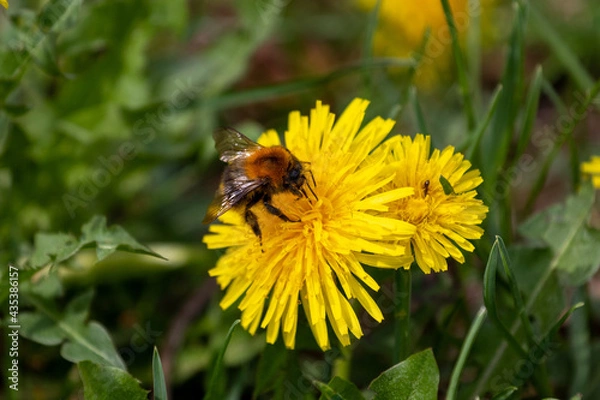 Obraz bee on a dandelion