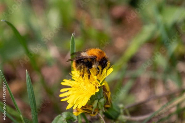 Obraz bee on a dandelion