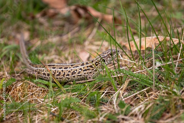Obraz lizard on the grass