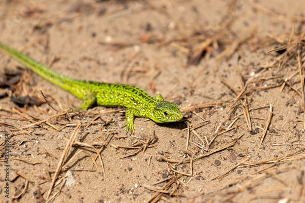 Obraz lizard on the ground
