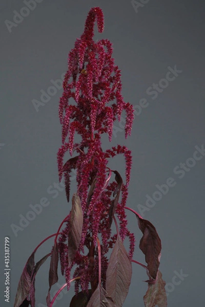 Obraz Red Amaranth