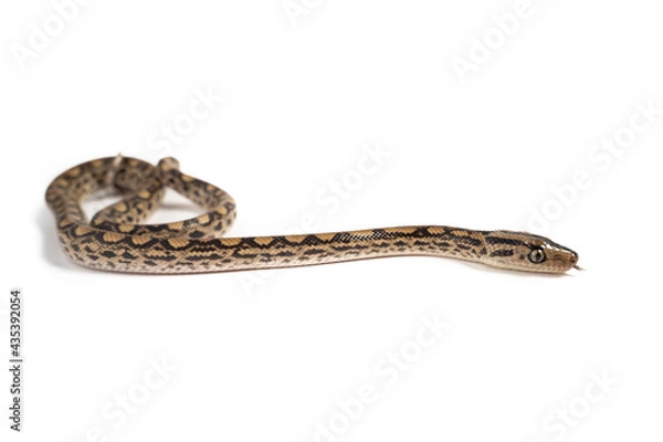 Fototapeta Young boa constrictor isolated on white background. Snake close-up.