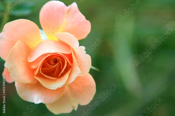 Fototapeta 薔薇の花