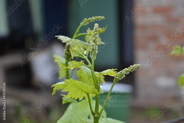 Obraz молодые побеги винограда