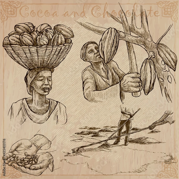 Fototapeta Cocoa harvesting and processing. Agriculture. An hand drawn vector illustrations on an vintage background.