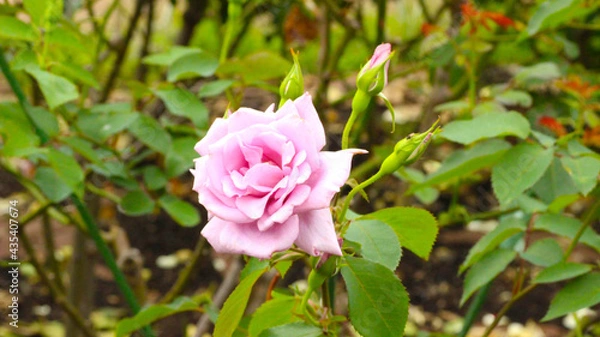 Fototapeta 母の日に送る薔薇