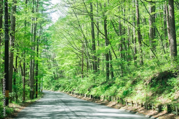 Obraz 森の別荘地へ続く道