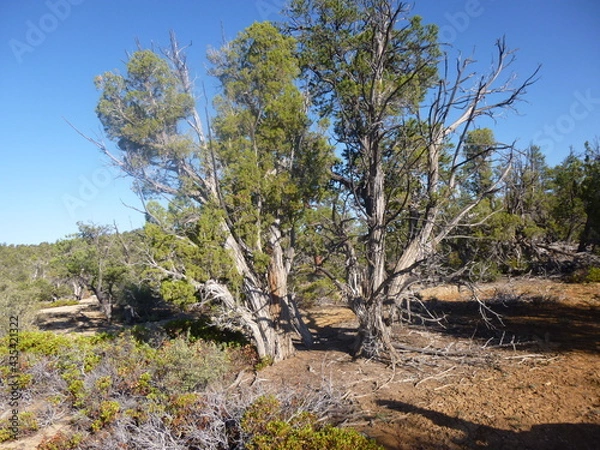Obraz pine tree in the desert
