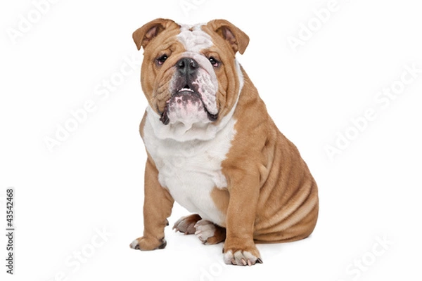 Obraz Bulldog Angielski