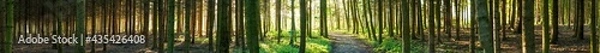Fototapeta Wald Panorama mit durchscheinender Sonne