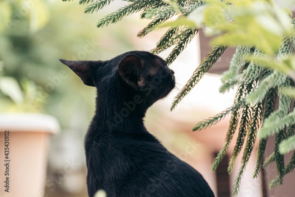 Obraz Portrait of a black cat looking sideways