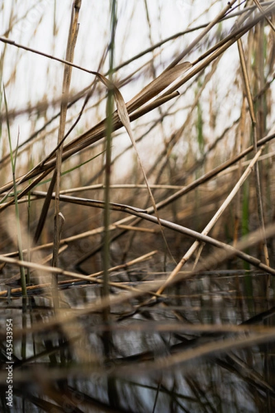 Obraz sucha trawa nad jeziorem