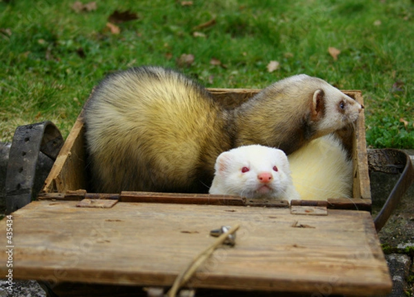 Fototapeta we're a bit squished in here