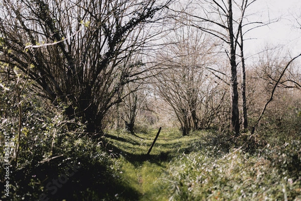 Obraz Grassy country path surrounded by leafless trees