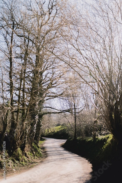 Obraz Rural road surrounded by leafless trees
