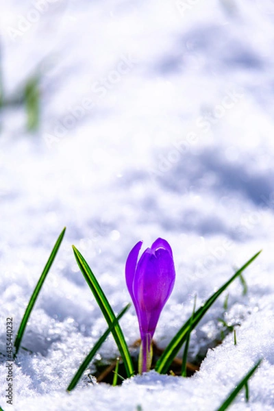 Obraz crocus dans la neige