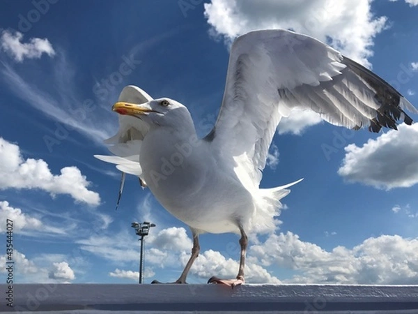 Fototapeta Möwe auf einem Boot