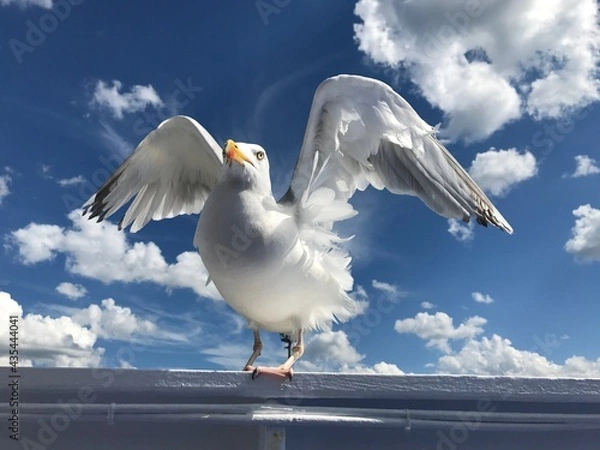 Fototapeta Möwe auf einem Boot