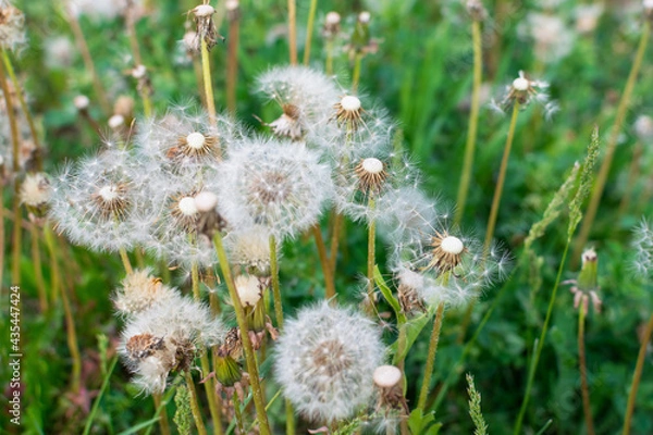 Fototapeta Dandelion without seeds in the summer in the garden