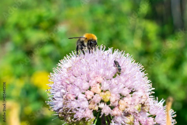 Fototapeta Bumblebee and fly collect nectar on a round flower in summer in the garden