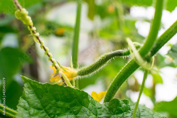 Fototapeta Small cucumber with thorns in greenhouse close up