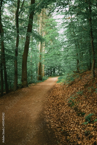 Obraz Stroll through the woods 1