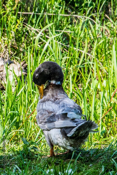 Obraz Domestic duck on a walk