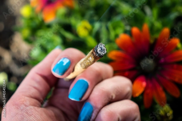 Obraz A lit cannabis joint held by a hand with blue nails with a flower garden background