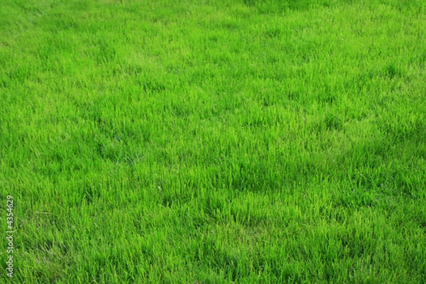 Fototapeta Grass field