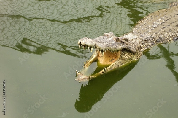 Obraz Close-up Crocodile