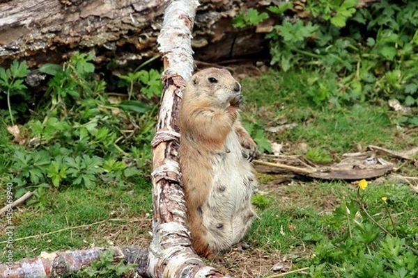 Fototapeta chien de prairie