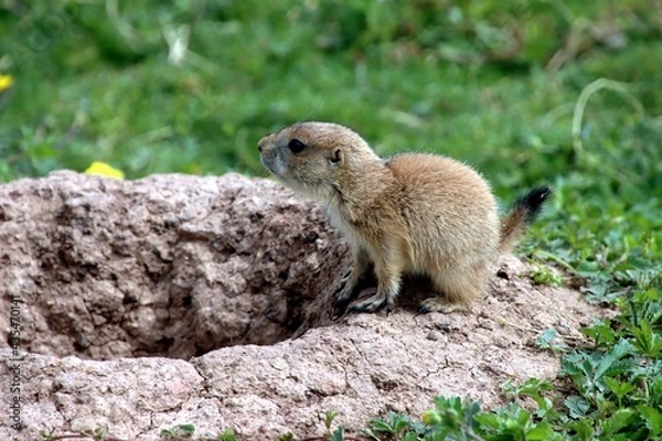 Obraz chien de prairie