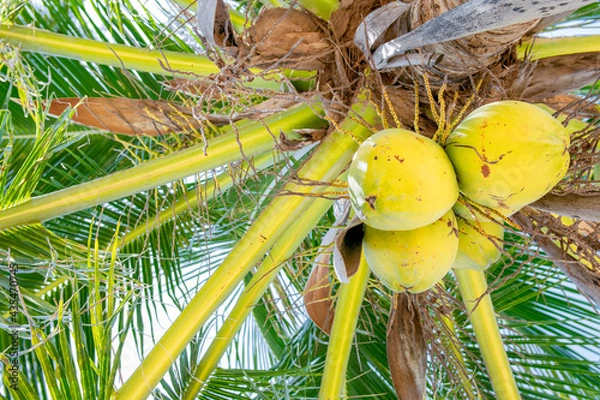 Obraz coconut on  tree at the beach