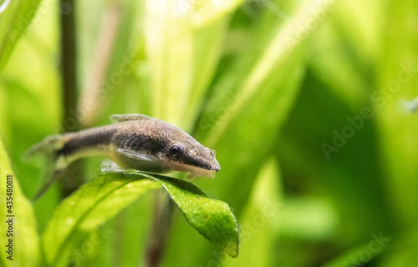 Obraz Ohrgitterharnischwels