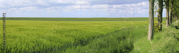 Fototapeta a beautiful green panoramic landscape of the dutch countryside in zeeland in springtime with a green wheat field and a blue sky with clouds and trees