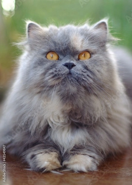 Obraz Grey persian cat